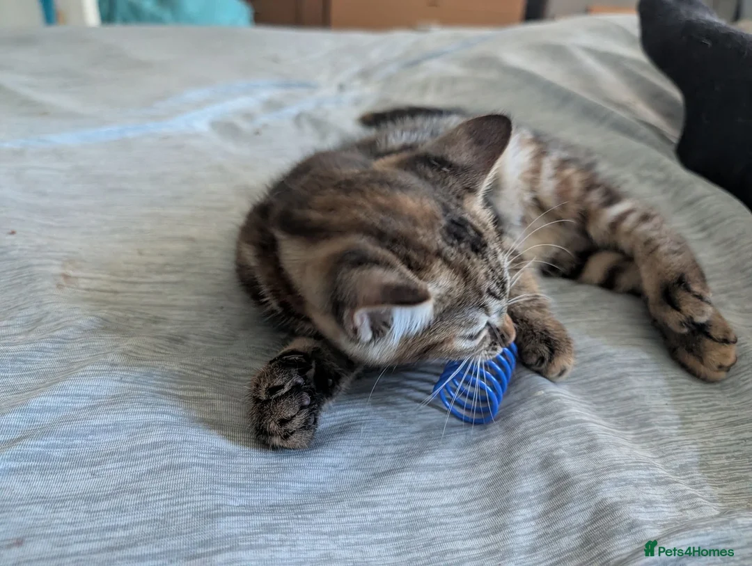 Mixed Breed cats for sale: Bengal x Maine coon  - Advert 2