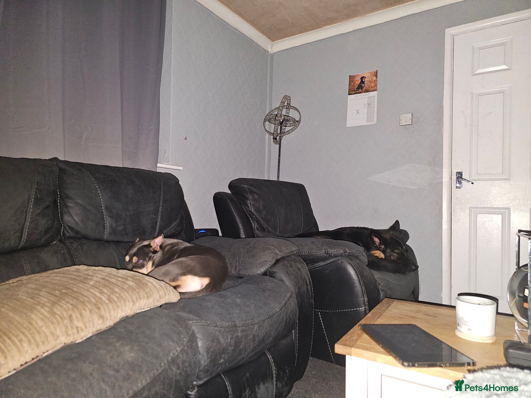 Mixed Breed dogs for sale: A*home only - Advert 3