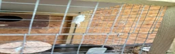 Cockatiels birds for sale: Beautiful and healthy pair of white budgies - Advert 5