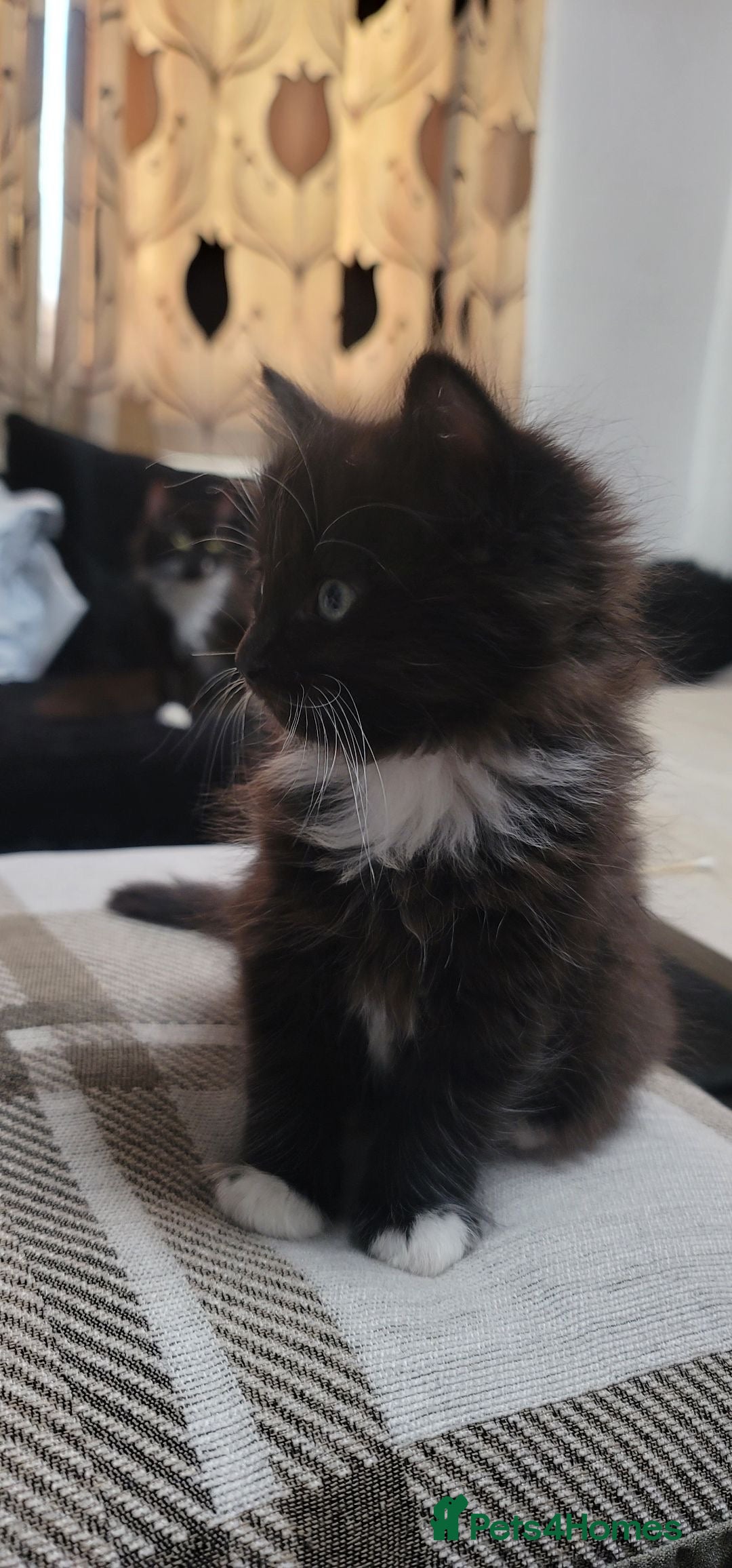 Maine Coon cats for sale: Half Mainecoon and Half British Shorthair  - Advert 10