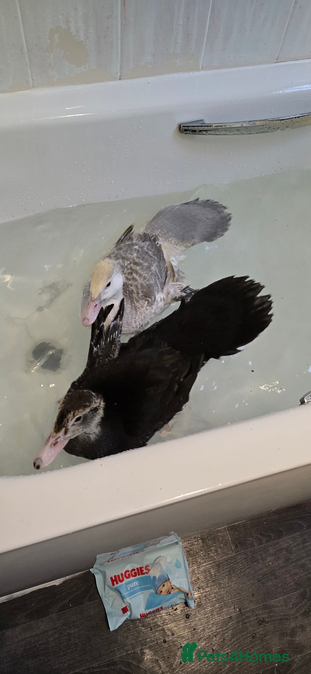 Ducks poultry for sale: 2 18 week old male muscovies open to offers! - Advert 8