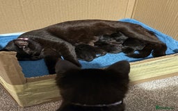 Bengal cats for sale: 3 female Bengal cross kittens  - Image 17