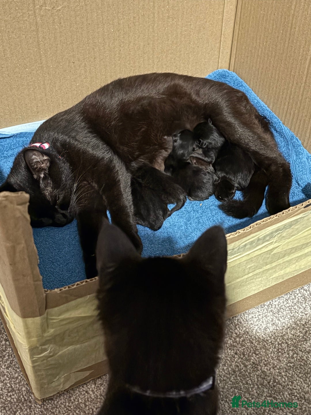 Bengal cats for sale: 3 female Bengal cross kittens  - Image 17