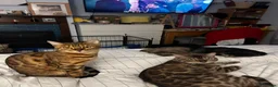 Bengal cats for sale: Exceptional Bengal Kittens - Advert 6