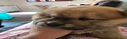 Chow Chow dogs for sale: Chow chow pups 2 LEFT BLACK BOY AMD BLACK TAN BOY - Advert 4