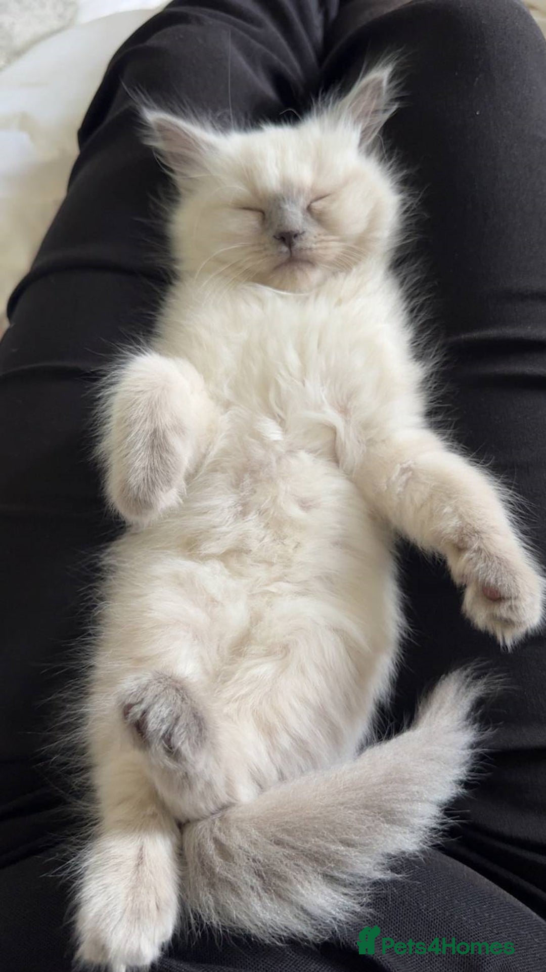 Ragdoll cats for sale: Amazing grace blue eye ragdolls - Image 6