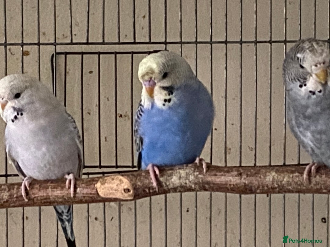 Budgerigars birds for sale: 6 Budgies  - Image 9