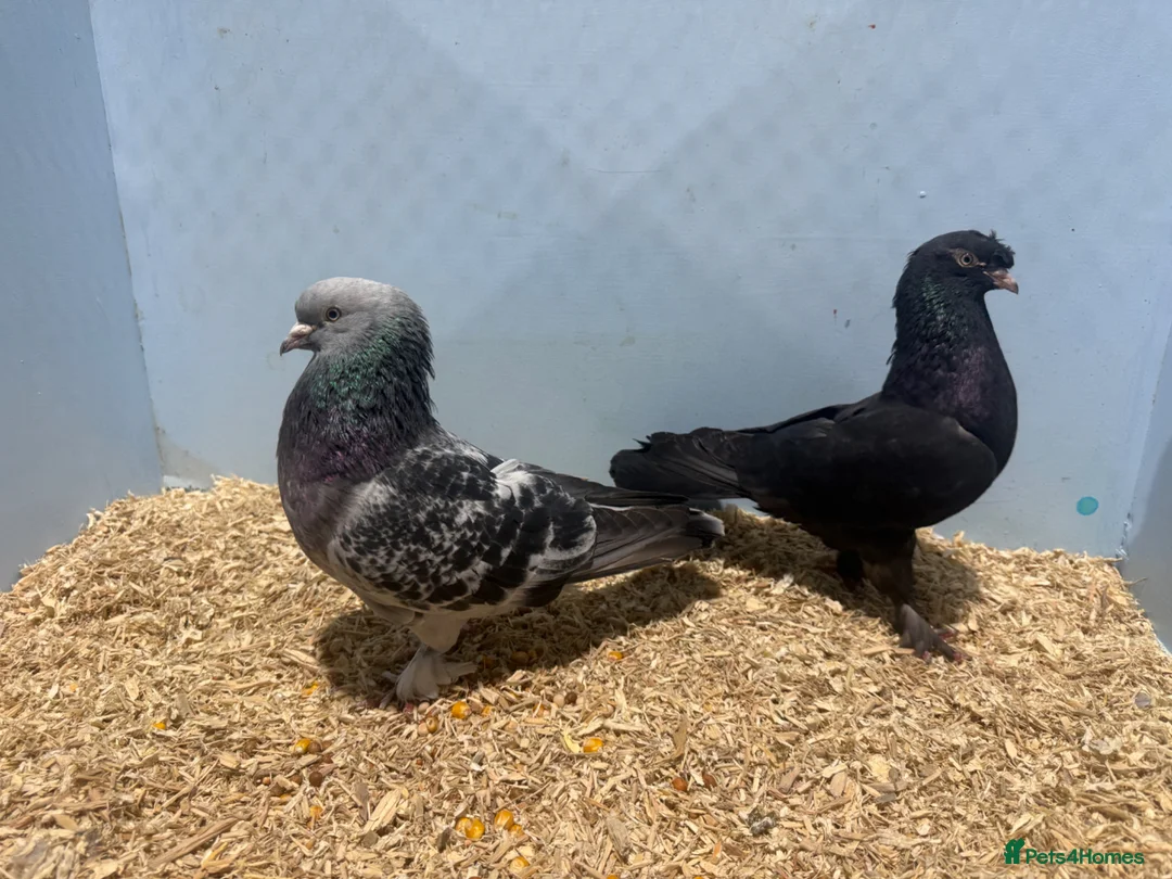 Pigeons birds for sale: Tumblers for sale.  - Advert 2