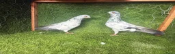 Pigeons birds for sale: Strong Breeding Pigeon Pairs – £70 Per Pair - Advert 6