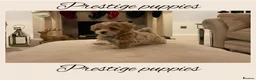 Maltipoo dogs for sale: Tiny prestige champion Asian Russian Maltipoos💜 - Advert 12