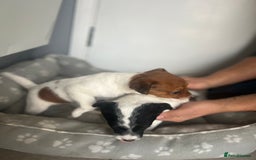 Jack Russell dogs for sale: 2 beautiful pups for sale  - Image 12