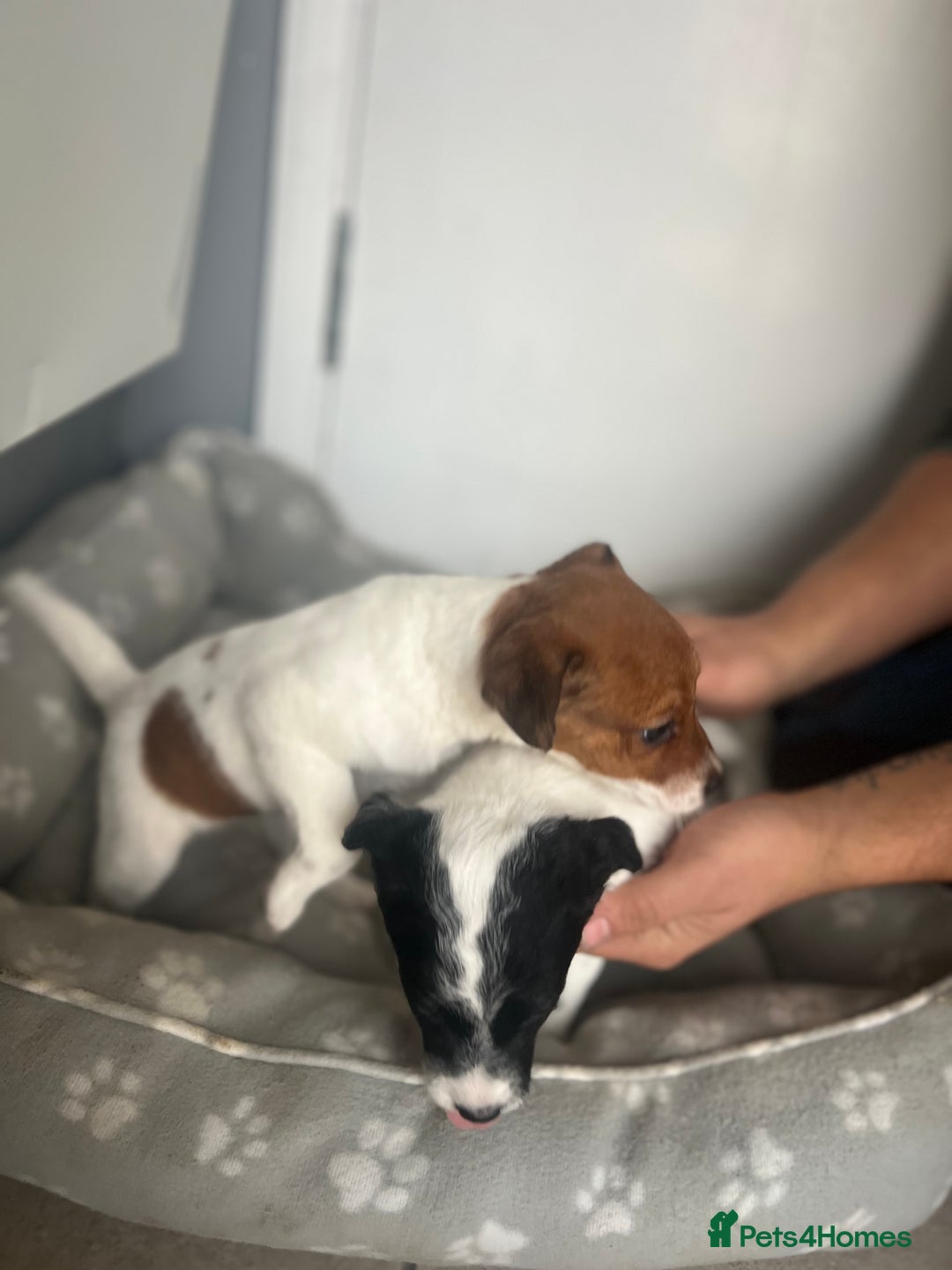 Jack Russell dogs for sale: 2 beautiful pups for sale  - Image 12