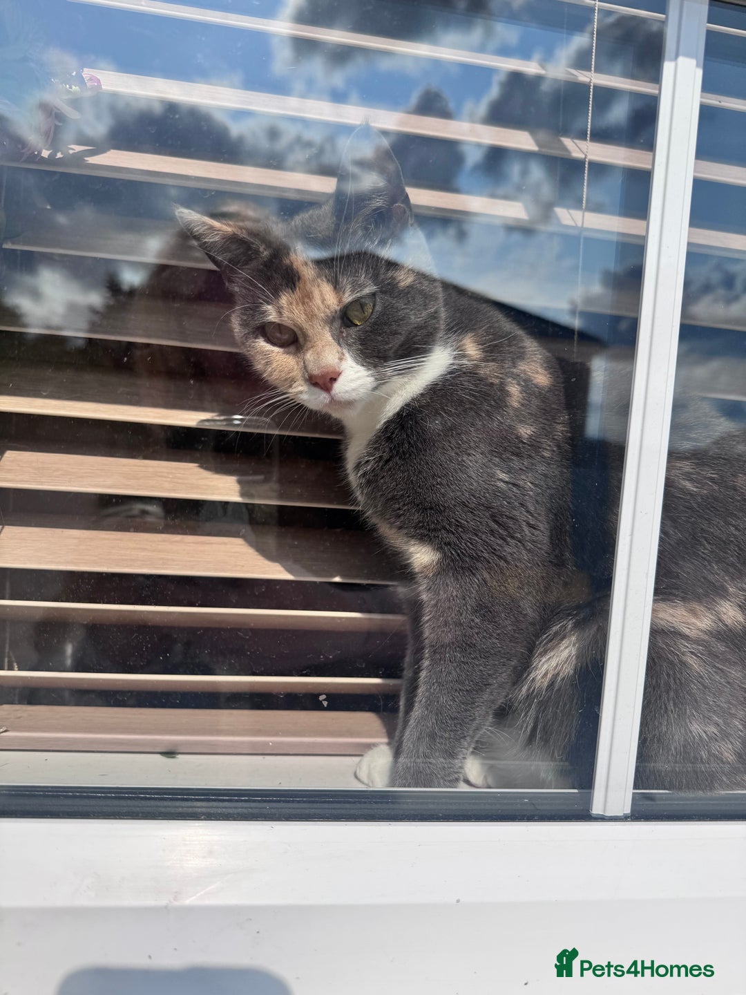 British Shorthair cats for sale: Beautiful cat British blue cross  - Image 5