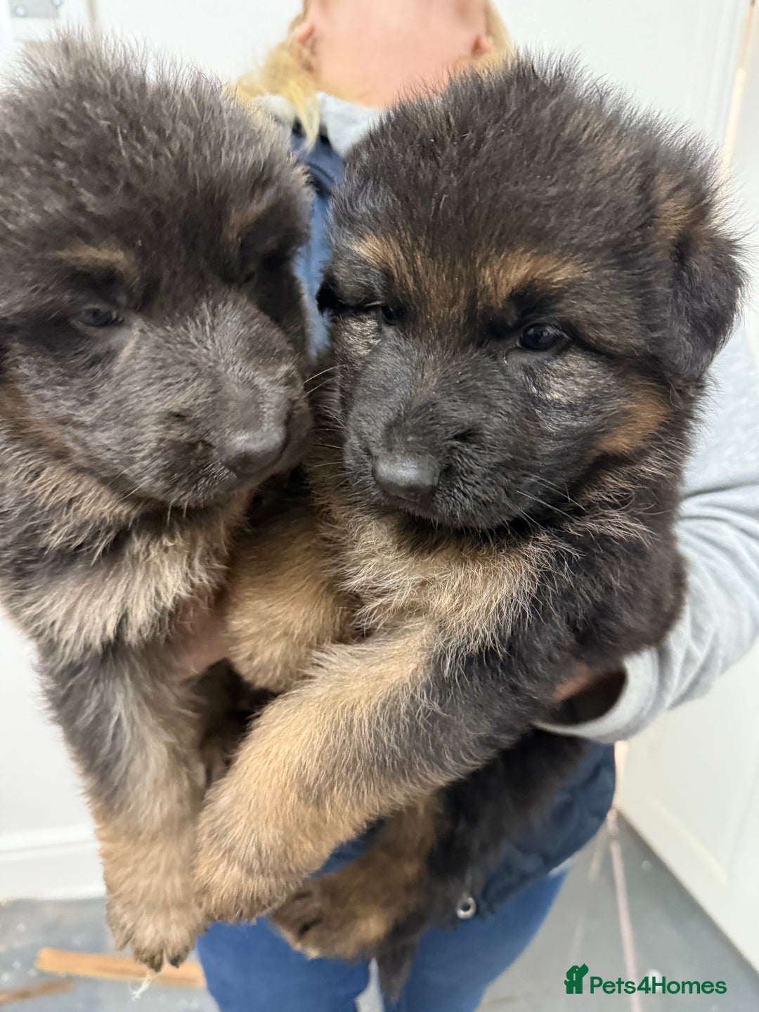 German Shepherd dogs for sale: KC GSD long coat.  Fantastic bloodlines.  - Advert 40