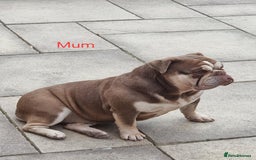 English Bulldog dogs for sale: 3 Year old Beautiful Chocolate and Tan Female - Image 5