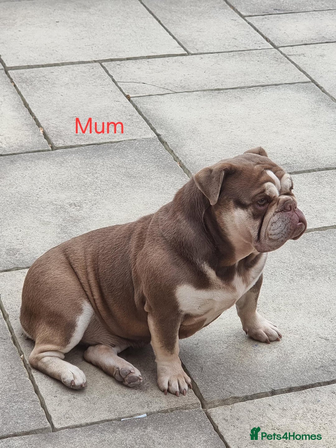 English Bulldog dogs for sale: 3 Year old Beautiful Chocolate and Tan Female - Image 5
