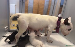 English Bull Terrier dogs for sale: Ready to leave now 7 English Bullterrier puppys - Image 19