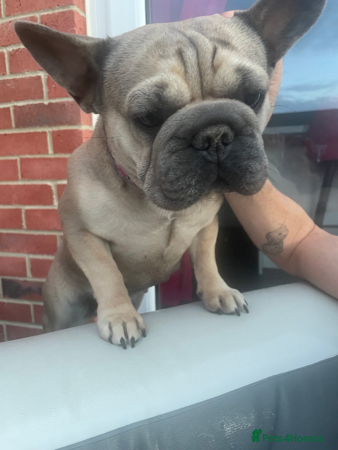 French Bulldog dogs for sale: Special Home wanted for Petal the Frenchie - Image 4
