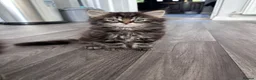 Mixed Breed cats for sale: Home-Raised Kittens  in Carrickfergus - Advert 2
