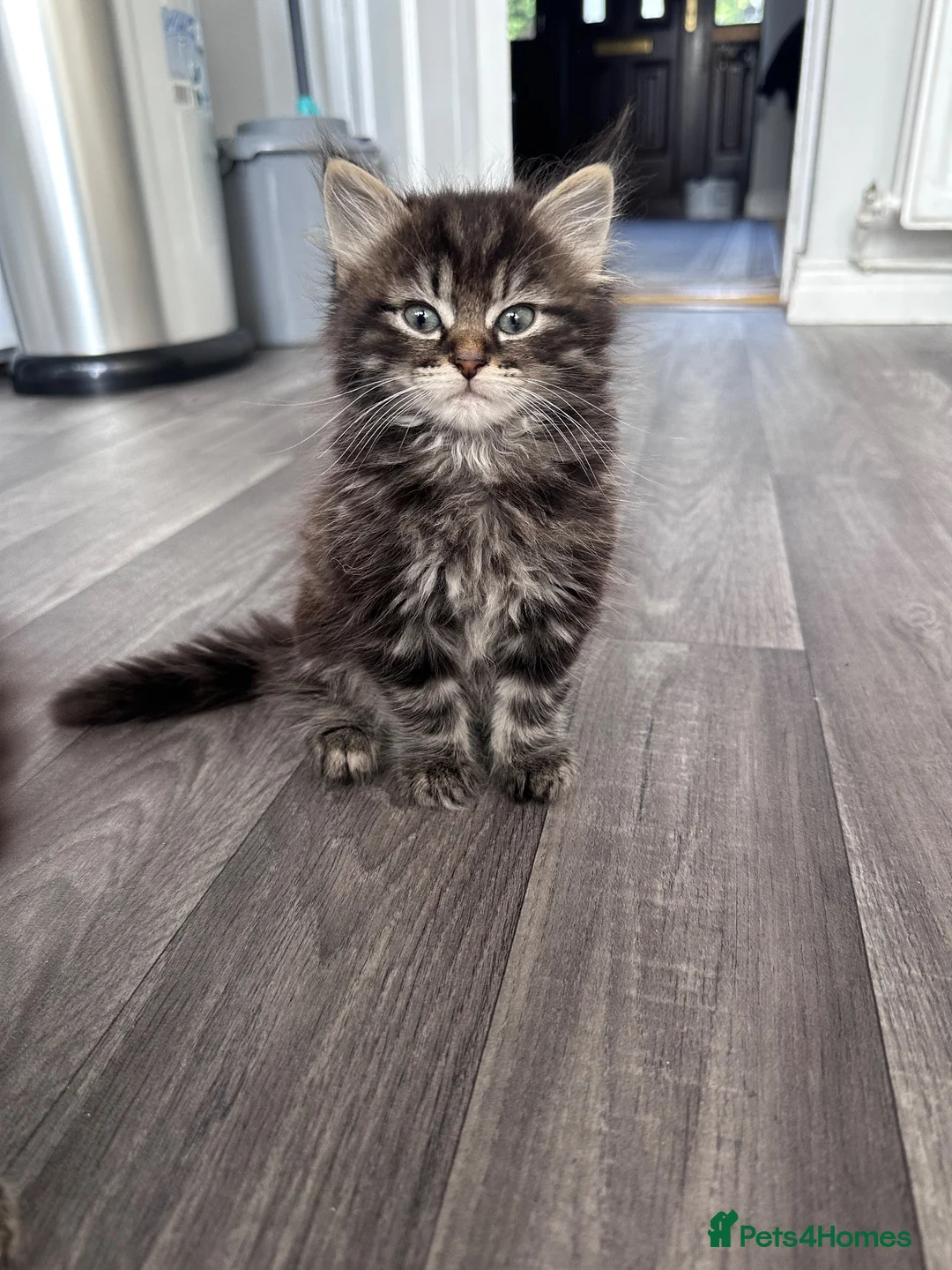 Mixed Breed cats for sale: Home-Raised Kittens  in Carrickfergus - Advert 2