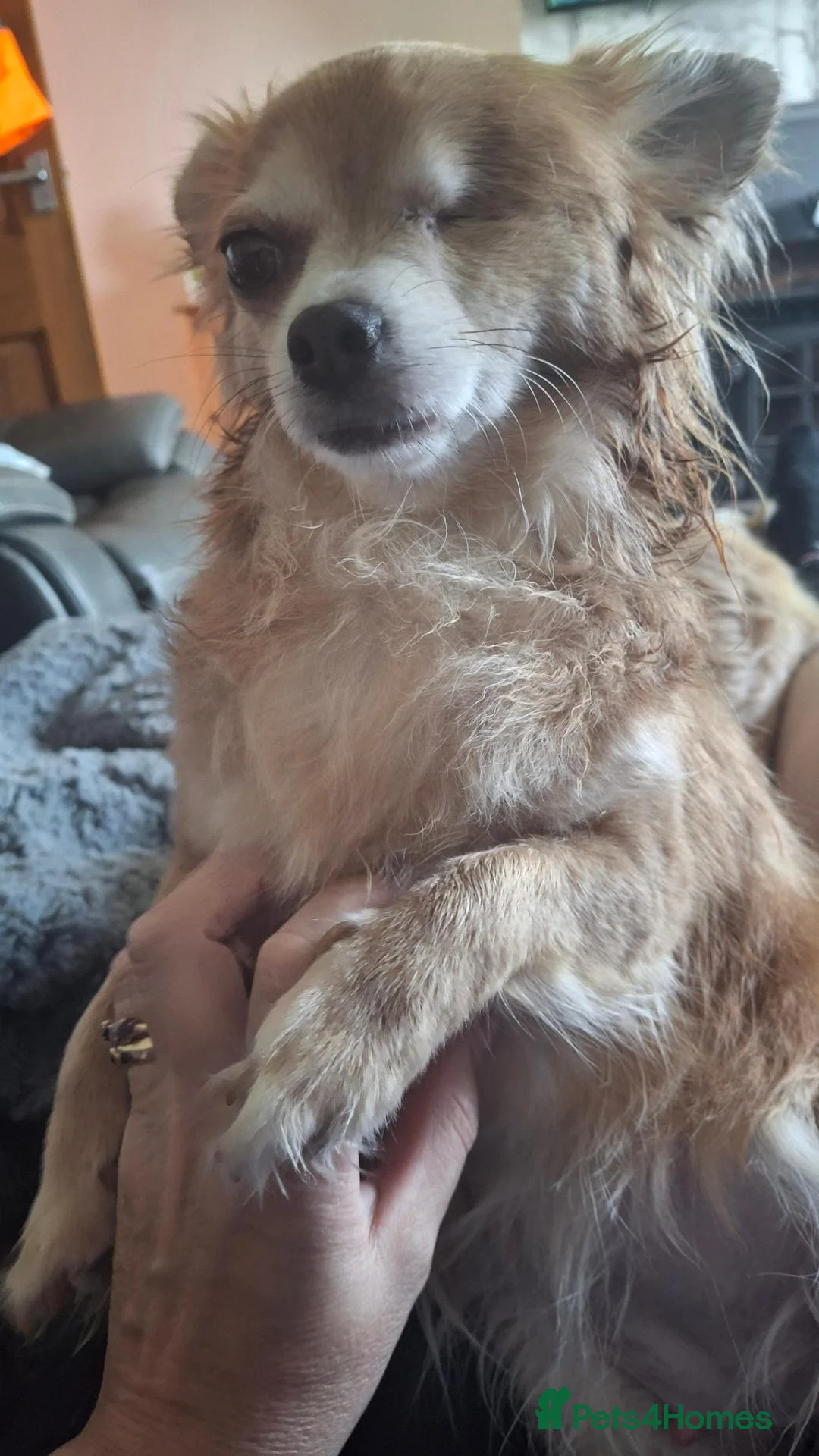 Chihuahua dogs for sale: 3 chihuahua boys for sale  in Kettering - Advert 11