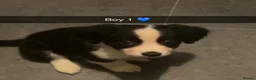 Mixed Breed dogs for sale: Cocker spaniel cross border collie - Advert 3