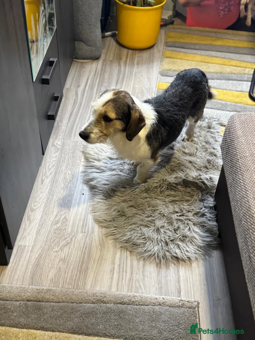 Mixed Breed dogs for adoption: Sweet Rami is looking for LOVE - Advert 11