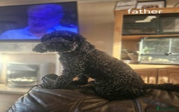 Mixed Breed dogs for sale: Shitzu cocapoo puppies - Image 3