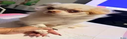 Chihuahua dogs for stud: Long coat chihuahua  - Advert 4