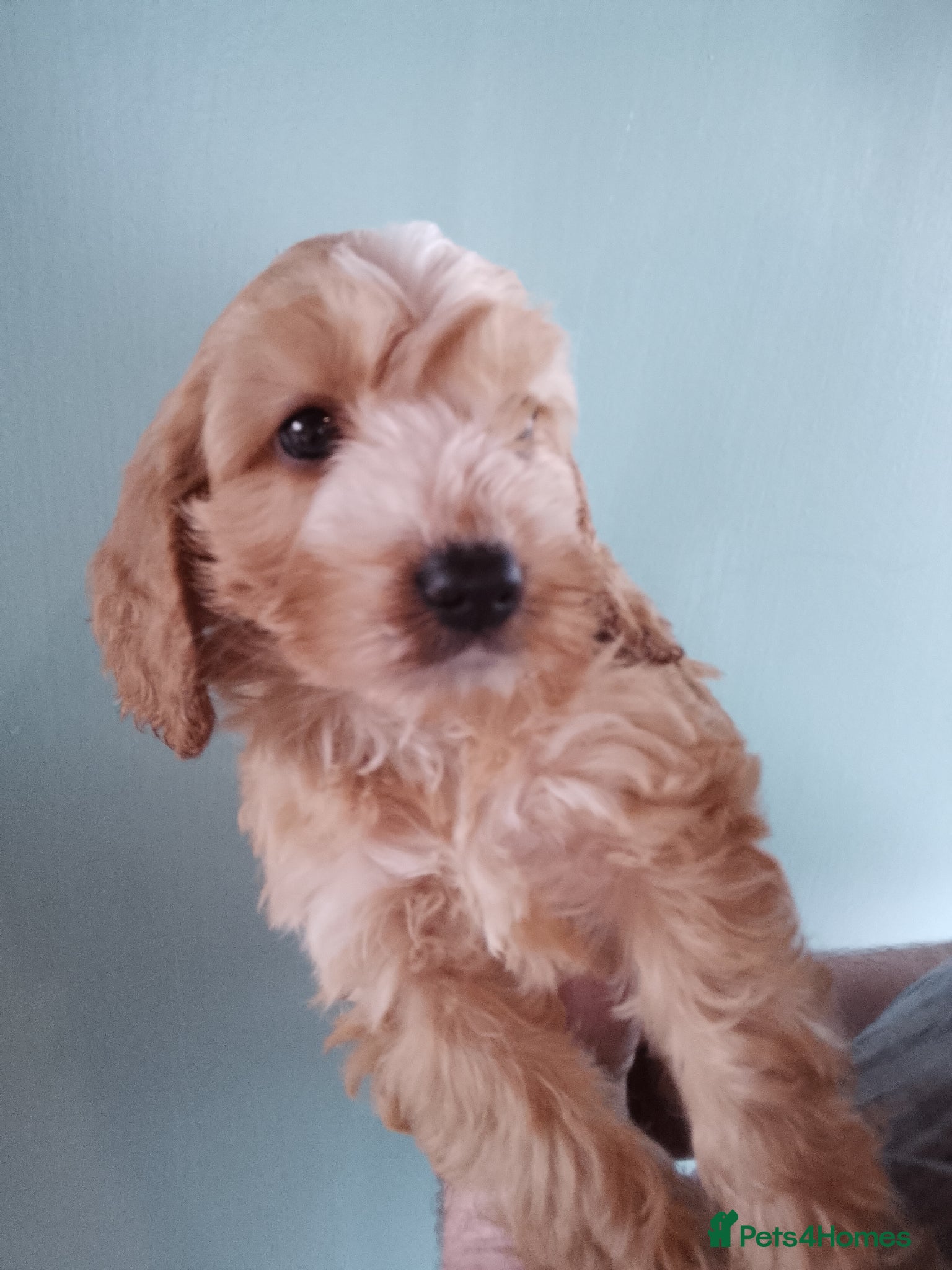 Cockapoo dogs Stunning cockapoos - Advert 3