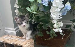 Ragdoll cats for sale: Ragdoll X Kittens for Loving Forever Homes - Image 18
