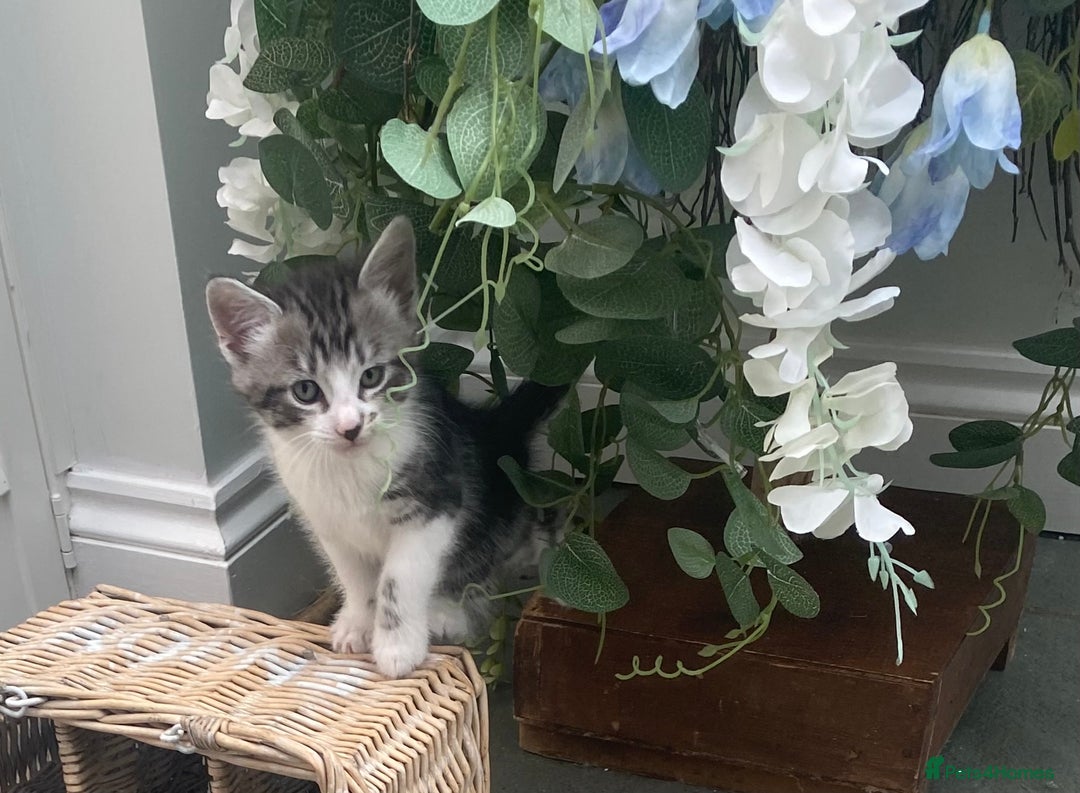 Ragdoll cats for sale: Ragdoll X Kittens for Loving Forever Homes - Image 18