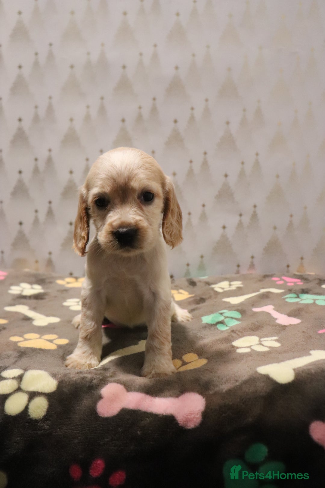 Cocker Spaniel dogs for sale: Fully Health Tested Cocker Spaniel Puppies  - Advert 23