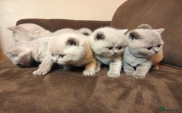 British Shorthair cats for sale: BSH lilac boys and girls, GCCF registered  - Image 7