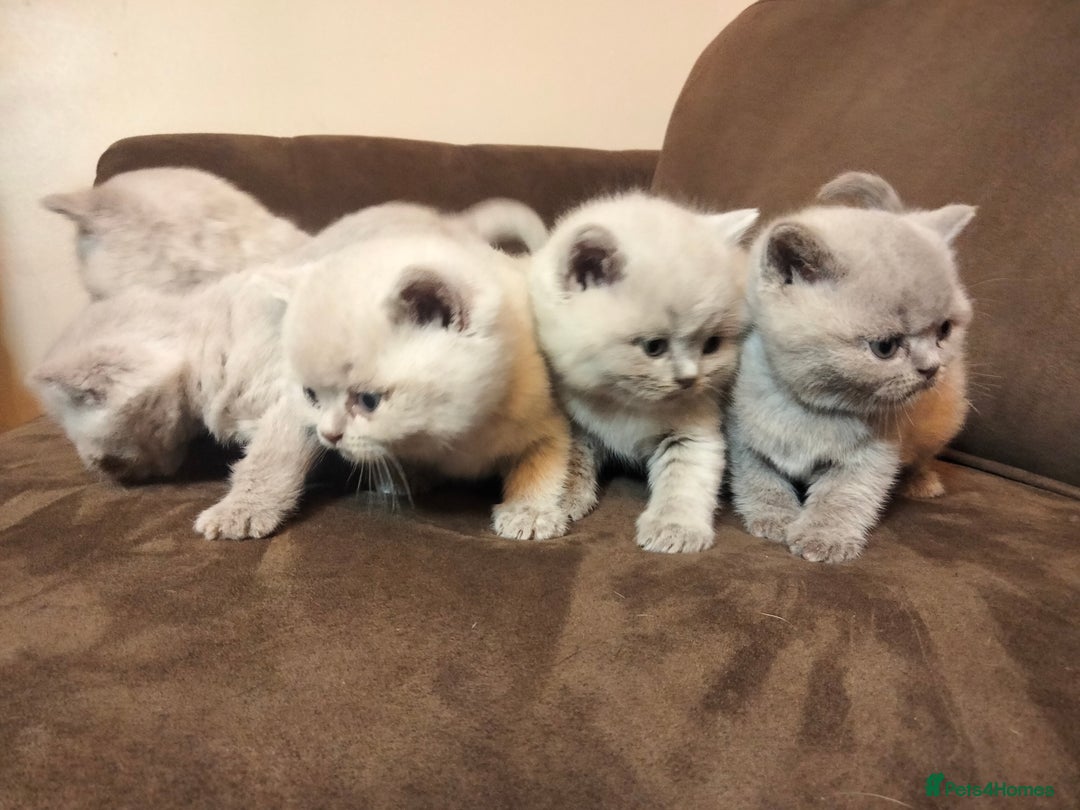 British Shorthair cats for sale: BSH lilac boys and girls, GCCF registered  - Image 7