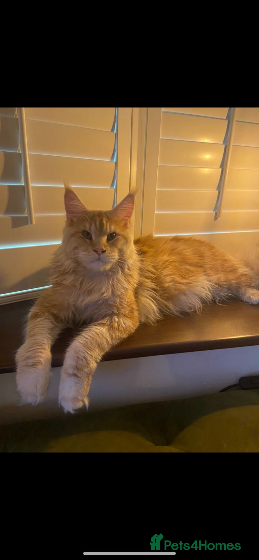 Maine Coon cats Cream TICA registered maine coon for stud  - Advert 9