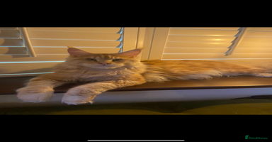 Maine Coon cats - Advert 3