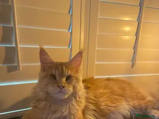 Maine Coon cats Cream TICA registered maine coon for stud - Advert 9