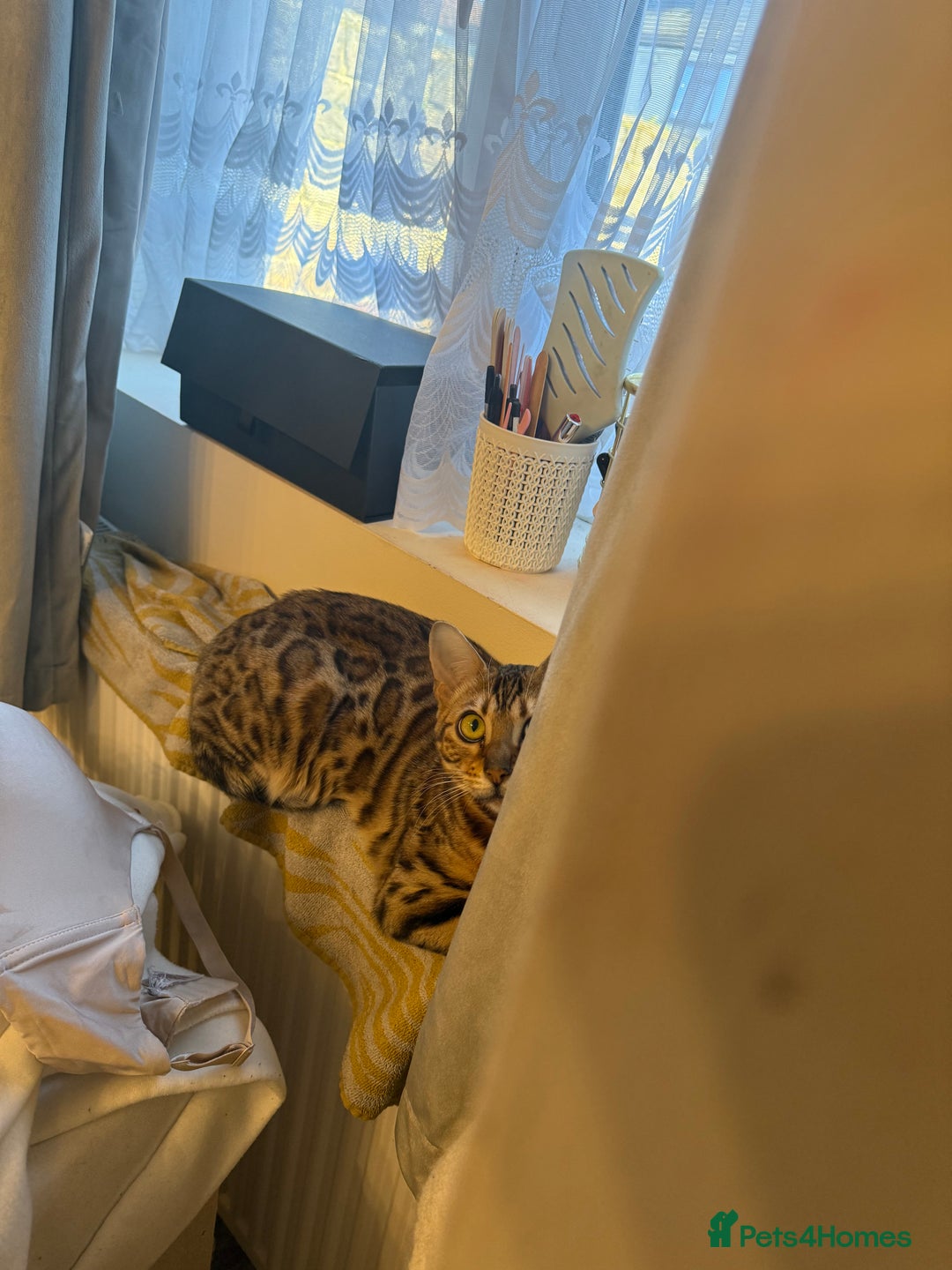 Bengal cats for sale: 2 Bengal female cats - Advert 7