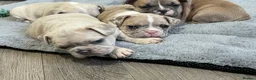 French Bulldog dogs for sale: 1 male French Bulldog Pup left  - Advert 15