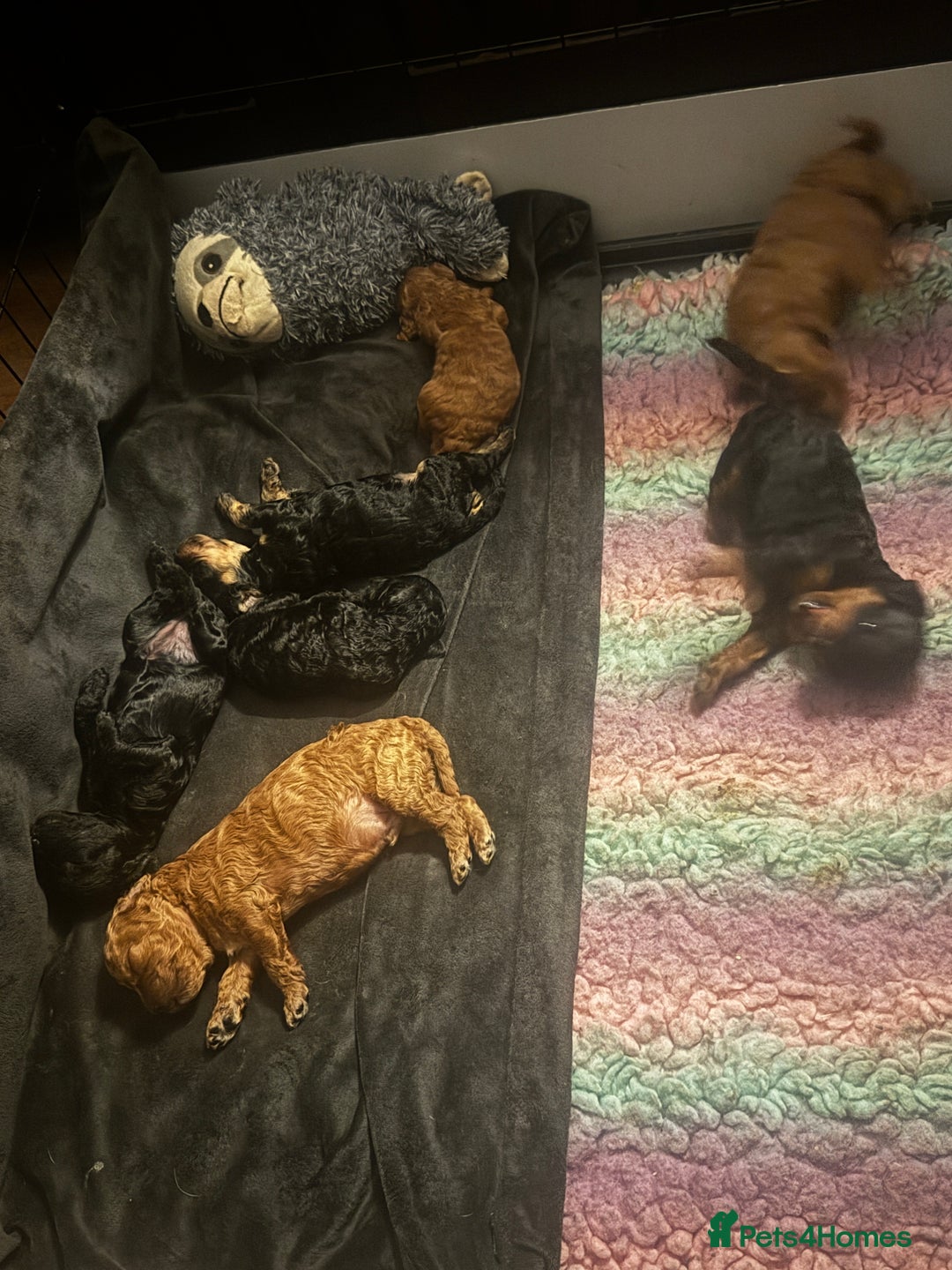 Miniature Poodle dogs for sale: KC Miniature Poodles- Bred for your family…   - Advert 6