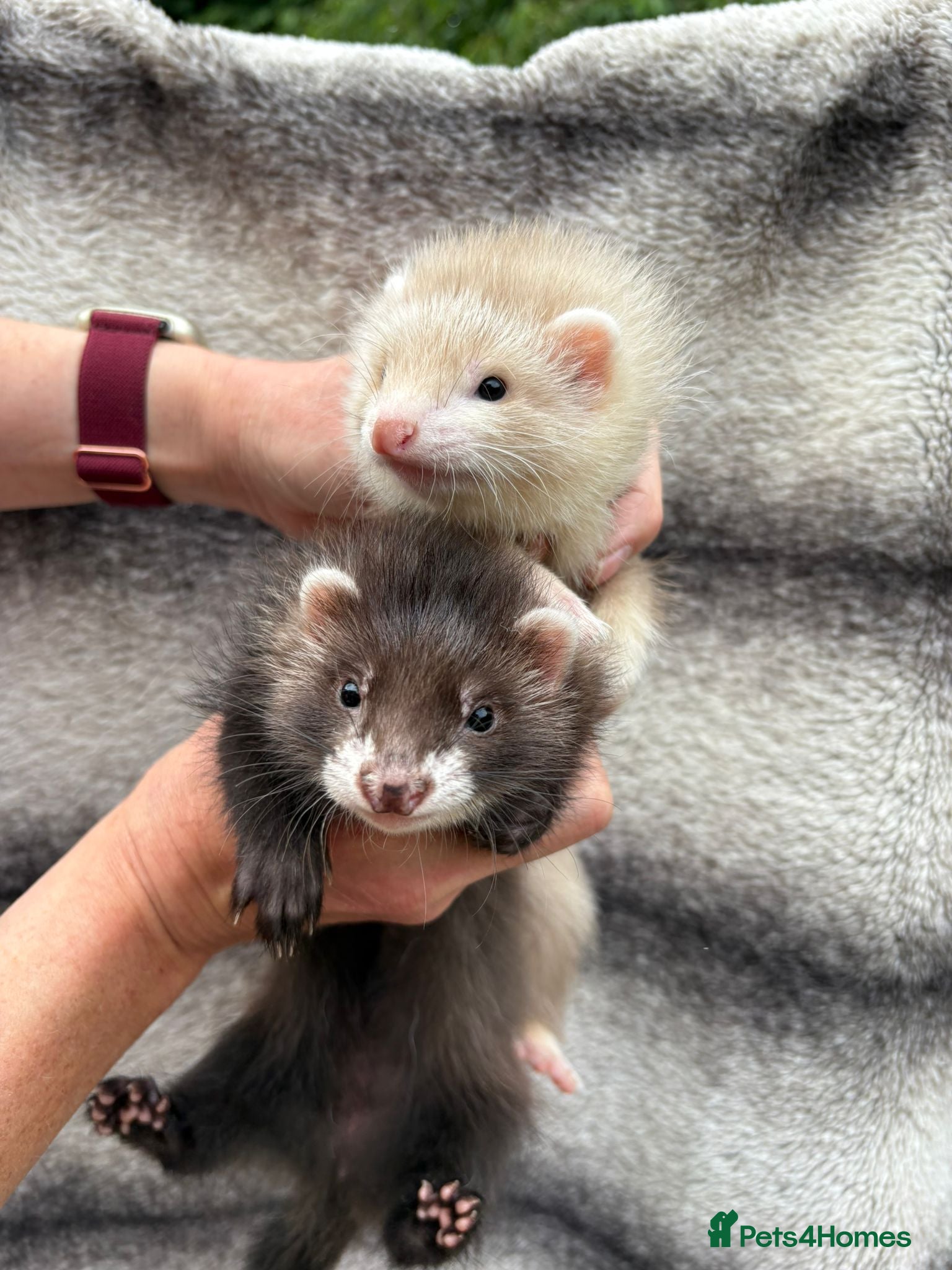 Ferret rodents Pedigree Full Angora jills x 2 £250  - Advert 1
