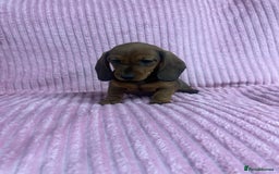 Dachshund dogs for sale: 9 beautiful dachshunds ready too leave in 2 weeks  - Image 1