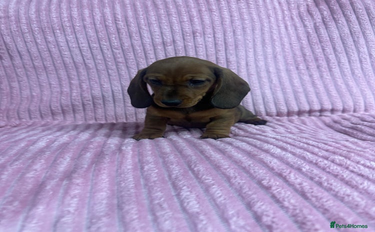 Dachshund dogs - Advert 3