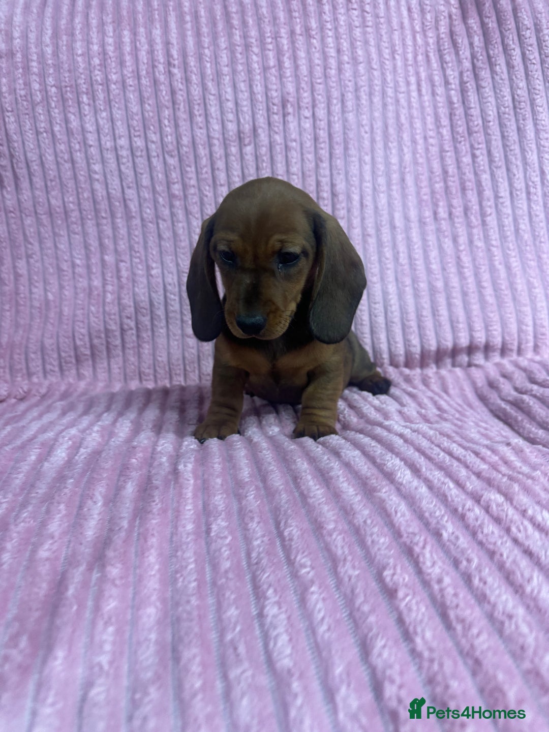 Dachshund dogs for sale: 9 beautiful dachshunds ready too leave in 2 weeks  - Image 1