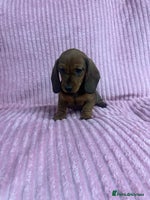 Dachshund dogs - Advert 1