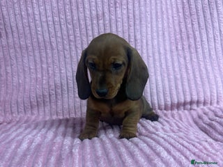 Dachshund dogs - Advert 13