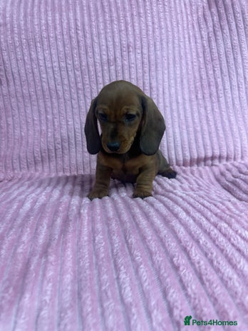 Dachshund dogs - Advert 3