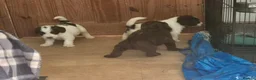 Sproodle dogs for sale: Gorgeous litter of Sproodle Pups  - Advert 7