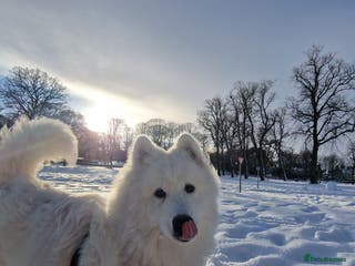 Samoyed dogs 7 month old Samoyed - Advert 11